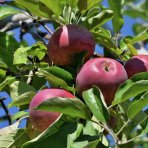 Jabloň domáca (Malus domestica) ´FLORINA´ - zimná, výška 120-150 cm, voľnokorenná